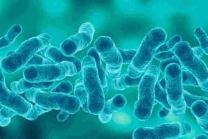 Bacillus subtilis