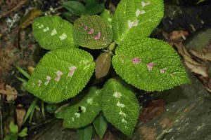 Daun Gatal