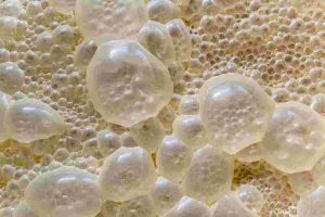 Investigation on The Isolates Fermentation Performance during Moromi Fermentation