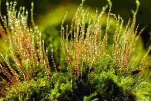 Molecular Identification and Pharmacological Screening of Bryophytes Obtained from Cibodas Botanical Garden