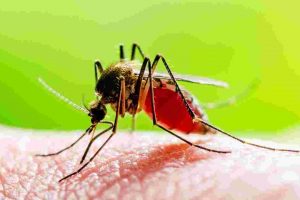 More Than Annoying_ Mosquitoes and The Diseases They Carry