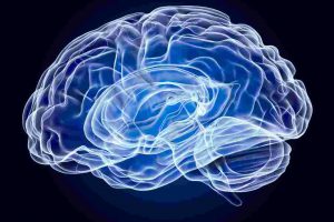 Neurodevelopmental Toxicity of Bisphenol S_ An In Vivo Approach