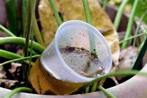 Obat Nyamuk Sintetik