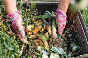 Organic Waste Valorization Using Black Soldier Fly (Hermetia illucens) Larvae