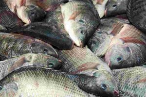 Penapisan Transkriptomik Ikan Nila dan Gurame untuk Pengembangan Rapid Diagnostic Kit Marka Pertumbuhan