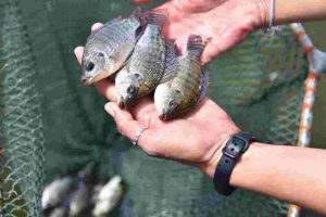 Transcriptomic Screening of Tilapia and Carp for Development of Rapid Diagnostic Kit Growth Markers